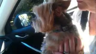 Yorkie cries on his way home from the kennel