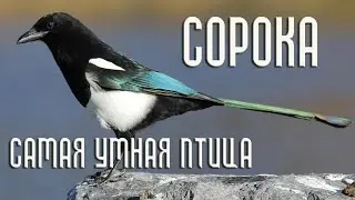 Magpie is the smartest bird
