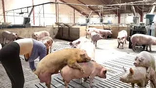 How a BOAR impregnates a pigs on our Farm #WithMe Why did the pigs are refuses for PiG mating