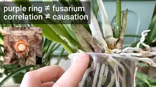 The Purple Ring - Curse or Blessing? Fusarium Discussion While Repotting & Dividing Laeliocattleya