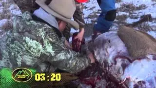 Fred Eichler: How to quarter an Elk in less than 10 min. Gutless field dressing