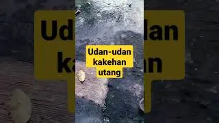 Wayah Udan Kakehan Utang