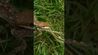 Amazing Encounter-Snake hunting Lizard in the Green Grass