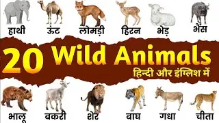 20 Animals Name in Hindi and English | जानवरों के नाम हिंदी ओर इंग्लिश में | 20 Wild Animals Name