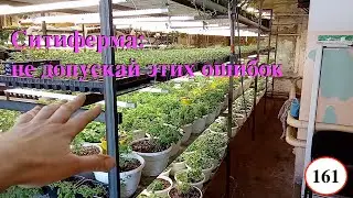 [161] Ситифермы: самая важная вещь, без которой просто нельзя, объясняю. Не допускай этой ошибки!