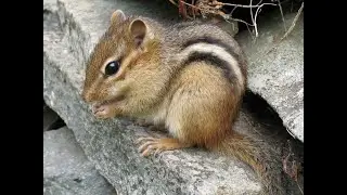 Интересные факты о бурундуке(Interesting Chipmunk Facts).