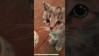 CUTE LITTLE KITTEN 😸 FUN KITTY