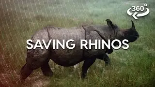 Relocating A 3-ton Rhino In Nepal (360 Video)