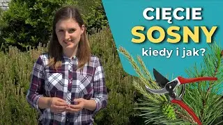 Jak i kiedy ciąć sosny?