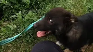 Помогите вывезти Тумана 🙏