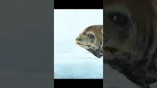 🦭Why this Seal looks extremely Desperate❓🐳 