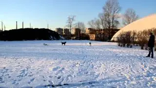 Американская Акита Тайва 4 мес.