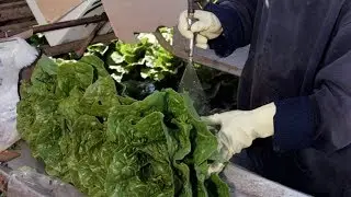 Romaine lettuce warning after E. coli outbreak