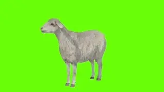 Green Screen Goat Cartoon Character/Goat Green Screen/GS Characters Animation