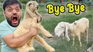 Baby Shippu Ki Mama Ka Aakhri Din 💔 | Bechara Akela Ho Gaya 😭
