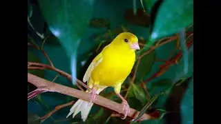 Интересные факты о желтой канарейке(Interesting facts about the yellow canary).