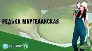 Редька Маргеланская