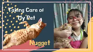 How to take care of Animals. Nugget, my pet cat.