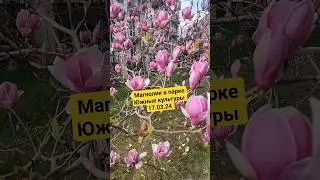 Магнолия в парке Южные культуры 
