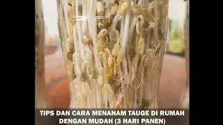 Menam tauge hasil melimpah dalam waktu singkat👍