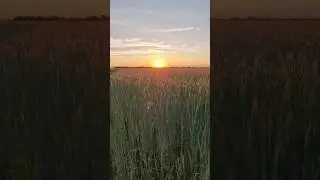 Арбузное поле 🌱🍉🌾🥵