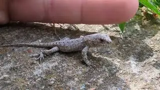 baby eastern fence lizard