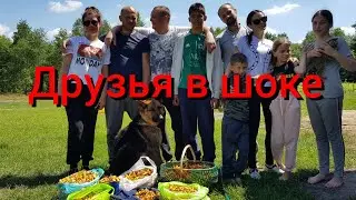 Повели гостей и животных по грибным местам . Вернулись с лисичками , но свинок потеряли в лесу .