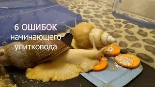 ШЕСТЬ ОШИБОК начинающего улитковода