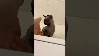 Не могу спасти кыцю Она застряла там