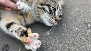 Приют Просто Муся