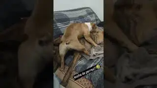 أنظر كيف يتزاوج ذكر الكلب مع الانثى نرجوا الاشتراك بالقناة