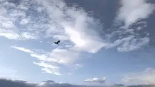 green screen effect - black bird flying in the sky