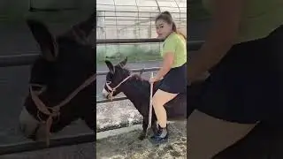Horse Love, Horse industry,Horse riding in the world