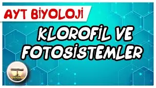 AYT Biyoloji | Klorofil ve Fotosistemler 