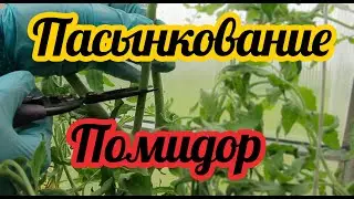 Как пасынковать томаты в теплице правильно жди большого урожая! Советы  от Фермачей в деревне!