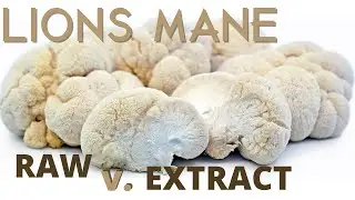 Lion's Mane Mushroom RAW or EXTRACT?