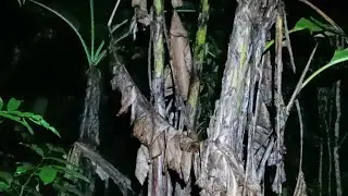 Tak ada kapoknya youtuber ini ditangsangin lagi di pohon