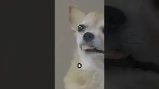 Как происходит заморозка и сушка питомцев 😧