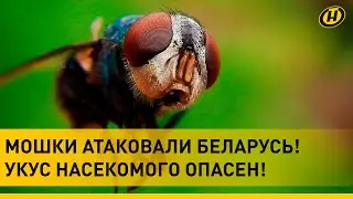 МОШКИ АТАКОВАЛИ БЕЛАРУСЬ: на улице невозможно! Укус насекомого ОПАСЕН! Врачи рассказали, что делать