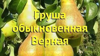 Груша обыкновенная Верная. Краткий обзор, описание характеристик, где купить саженцы pyrus communis