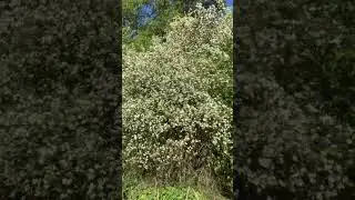 Весна