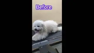 puppy grooming before and after