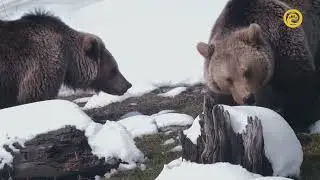 Словения – земля медведей