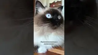 Самые страшные мифы о кошках 🙀🙀🙀