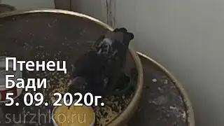 Птенец Бади 5. 09. 2020г.