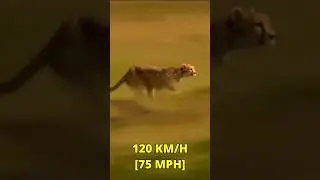 Part 4 - Fastest Animal | Did You Know? - World 