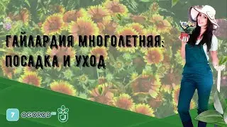 Гайлардия многолетняя: посадка и уход