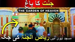 Riaz ul jannah area in Masjid nabawi | where is Riaz ul jannah in madina | Riaz ul jannah kaha hai