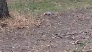 Galah in Eltham, Australia