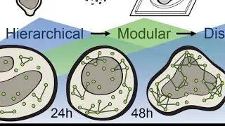 Synchronization of a regenerating nervous system / Curr. Biol., July 22, 2021 (Vol. 31, Issue 17)